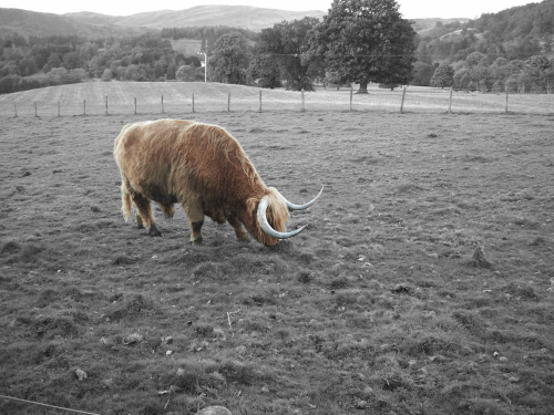 Final image as it appears in the iPad photo album.